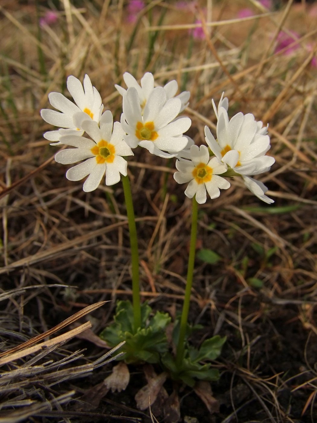 Изображение особи Primula cuneifolia.