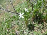 Vinca erecta