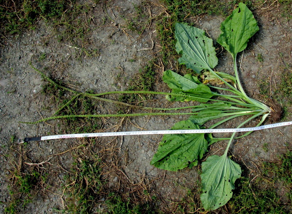 Изображение особи Plantago major.