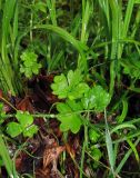 Ranunculus eschscholtzii. Листья (рядом также виден лист Saxifraga nelsoniana). Камчатский край, Алеутский р-н, о-в Медный, водораздел северного рукава реки Озерная и безымянного ручья, впадающего в озеро Гладковское с севера, нивальная лужайка. 22.08.2017.