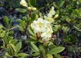 Rhododendron aureum. Верхушки побегов с цветками. Якутия, Нерюнгринский р-н, перевал Тит, щебнистый склон. 22.06.2016.
