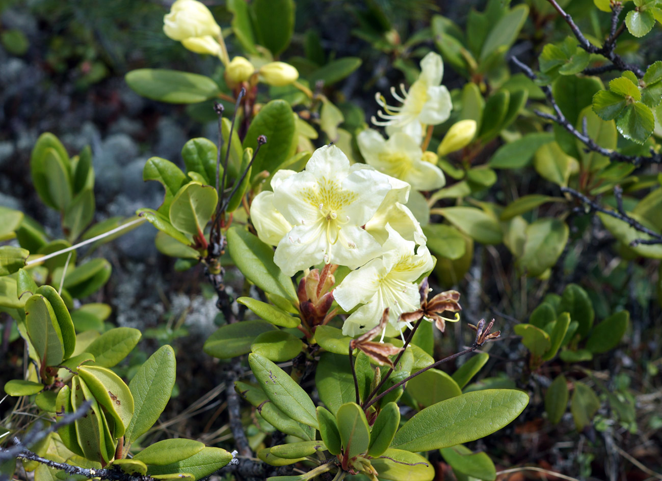 Изображение особи Rhododendron aureum.