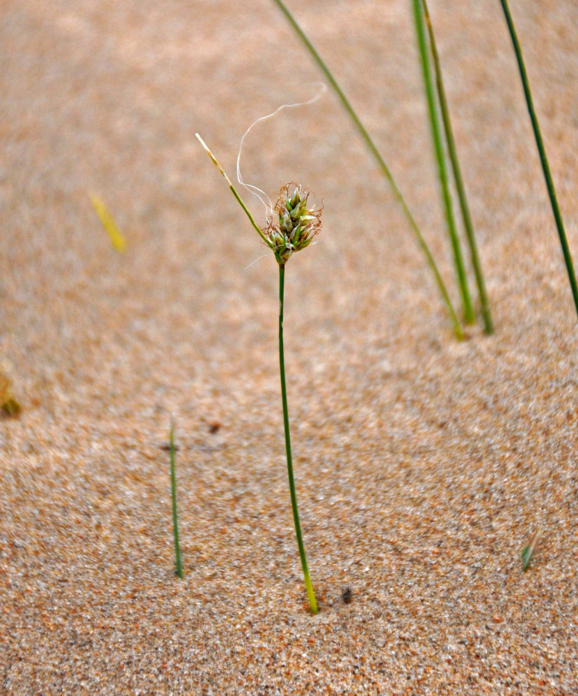 Изображение особи род Carex.