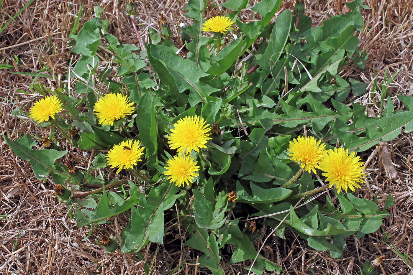 Изображение особи Taraxacum macrochlamydeum.