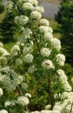 Spiraea crenata. Часть цветущей ветви с кормящимися шмелями. Восточный Казахстан, г. Усть-Каменогорск, Архитектурно-ландшафтный музей-заповедник, в культуре. 21.05.2017.