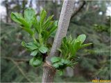 Sambucus nigra. Средняя часть ветви с молодыми побегами. Украина, Львовская обл., Сколевский р-н, национальный природный парк \"Сколевские Бескиды\", окр. с. Каменка, заросший кустарником берег ручья. 19.05.2018.