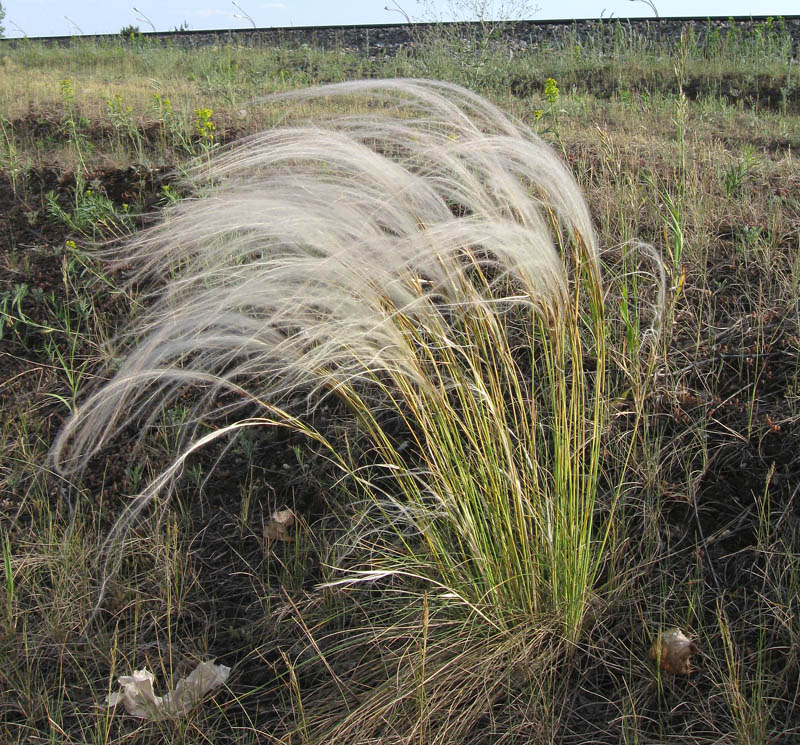 Изображение особи род Stipa.