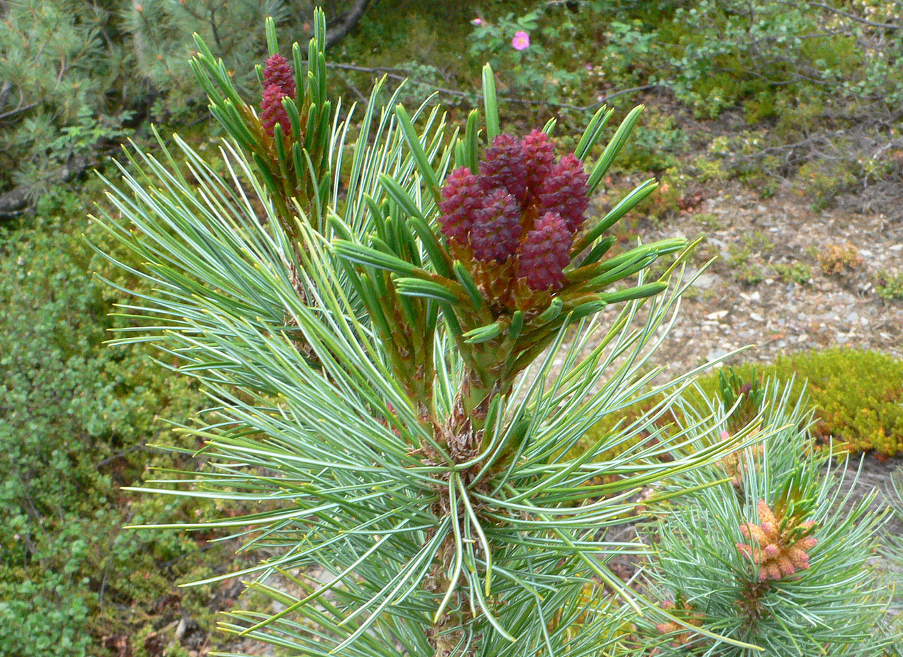 Image of Pinus pumila specimen.