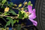 Hibiscus syriacus. Верхушка побега с цветком и бутонами. Крым, пос. Партенит, в культуре. 20.09.2018.