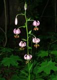 Lilium martagon