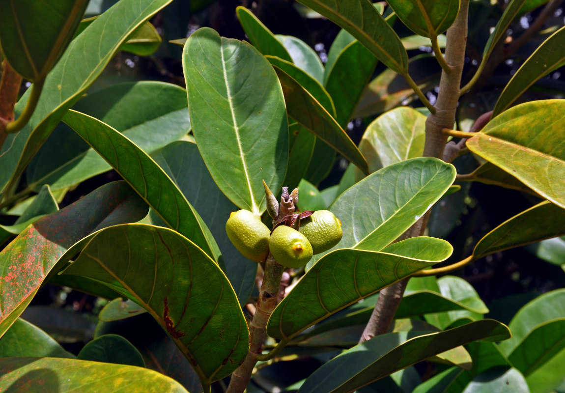 Изображение особи Ficus xylophylla.