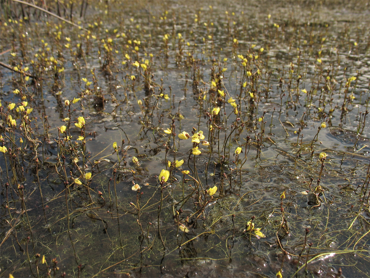 Изображение особи Utricularia minor.