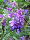 Vicia tenuifolia