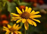 Heliopsis helianthoides