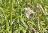 Leontopodium leontopodioides. Верхушка побега с соплодием. Приморье, Хасанский р-н, п-ов Краббе, приморский луг. 25.07.2021.