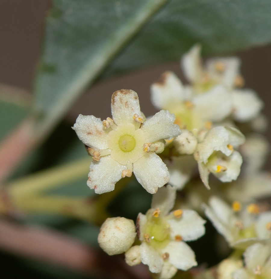 Изображение особи Gymnosporia senegalensis.