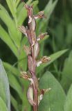 Anacamptis collina subspecies fedtschenkoi. Соплодие. Дагестан, Дербентский р-н, 3 км ЮЗ с. Геджух, луговая степь, среди кустарников. 6 мая 2022 г.