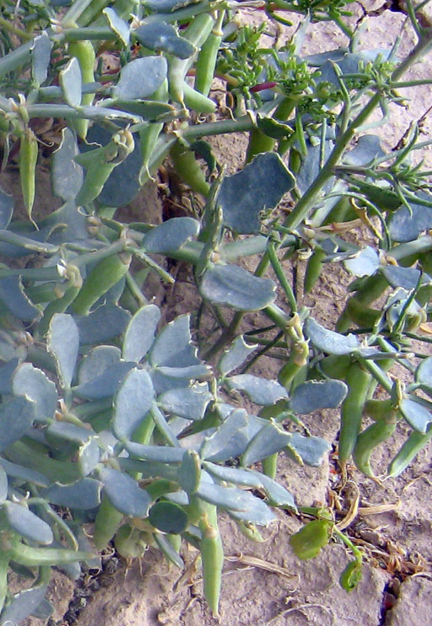 Изображение особи Zygophyllum latifolium.