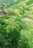 Cirsium kamtschaticum