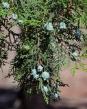 Platycladus orientalis. Верхушка ветви с незрелыми шишками. Дагестан, г. Каспийск, в культуре. 31.07.2022.