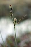 Carex adelostoma