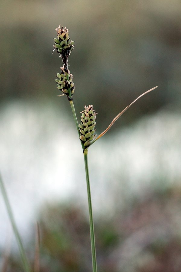 Изображение особи Carex adelostoma.