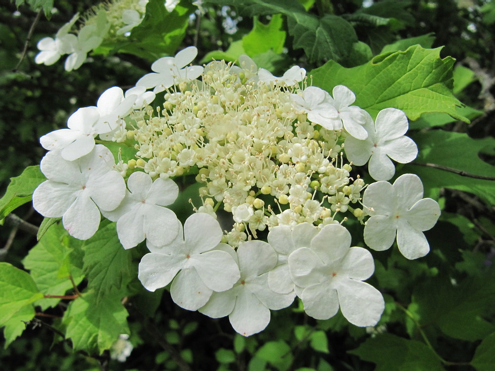 Изображение особи Viburnum opulus.