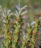 Pedicularis achilleifolia