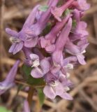 Corydalis solida. Цветки. Московская обл., ГО Подольск, пос. Леспроект, обочина дороги. 19.04.2024.