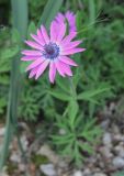 Anemone hortensis