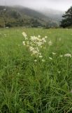 Filipendula vulgaris. Цветущее растение. Словакия, Кошицкий край, район Рожнява, луг. 31.07.2011.