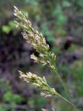 Deschampsia cespitosa