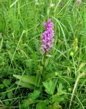 Dactylorhiza majalis