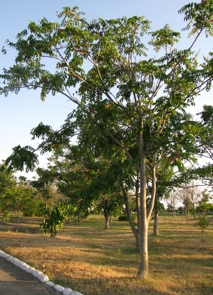 Изображение особи Ailanthus altissima.