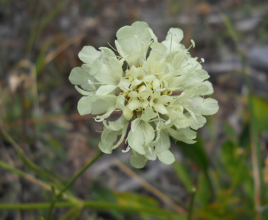 Изображение особи Cephalaria coriacea.