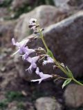 Lophanthus schtschurowskianus