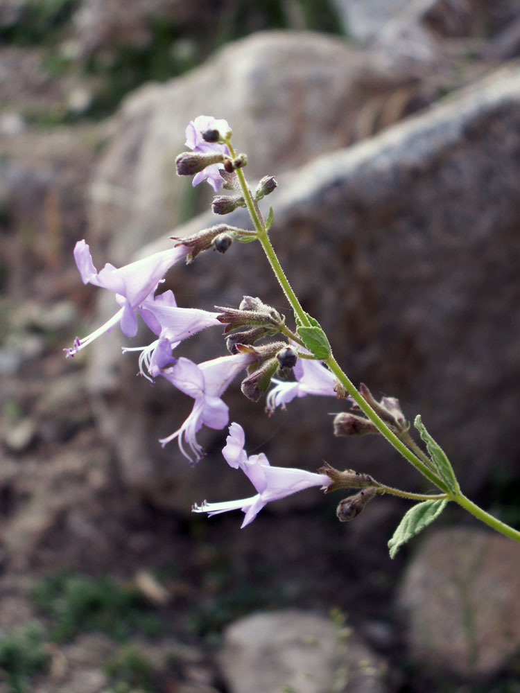 Изображение особи Lophanthus schtschurowskianus.