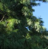 Pinus wallichiana