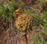 Scabiosa ochroleuca