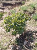 Euphorbia ferganensis