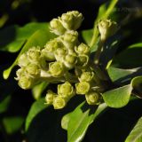 Metrosideros excelsa. Соплодие. Австралия, о. Фрейзер, the Eurong Beach Resort, в культуре. 11.08.2013.