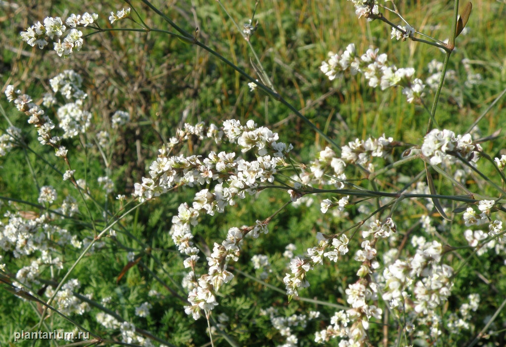 Изображение особи Polygonum pulchellum.