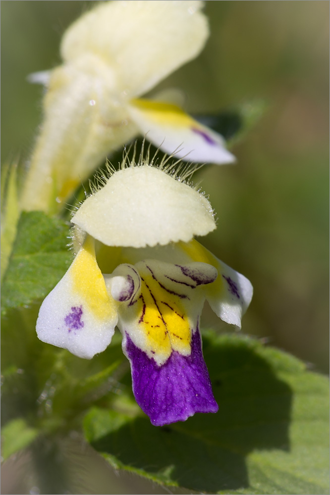 Изображение особи Galeopsis speciosa.