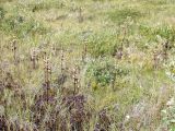 Pedicularis sceptrum-carolinum. Цветущие растения на болоте. Кольский п-ов, Восточный Мурман, Дальние Зеленцы. 04.08.2009.