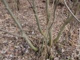 Salix myrsinifolia