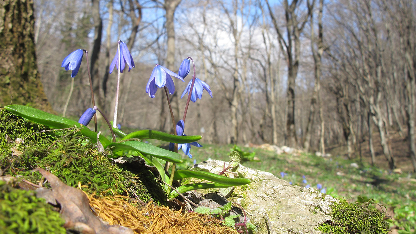 Изображение особи Scilla siberica.