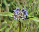 Gentiana macrophylla. Соцветие с сидящей мухой. Иркутская обл., Иркутский р-н, левый берег р. Ангара, луг. 22.07.2014.