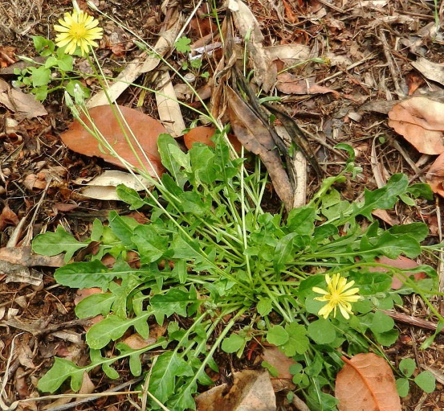 Изображение особи Crepis bursifolia.