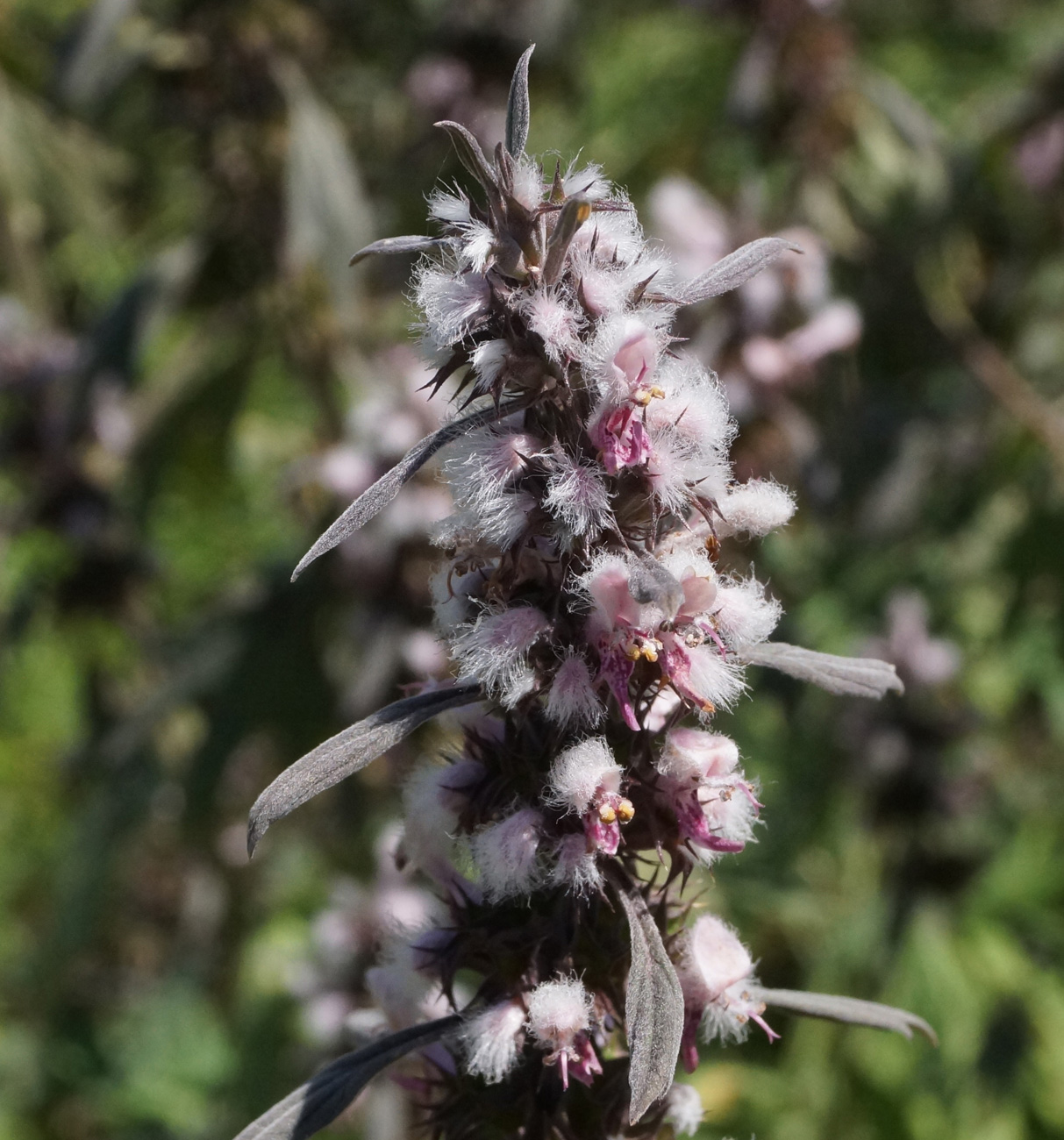 Изображение особи Leonurus glaucescens.