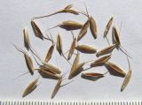 Bromus commutatus